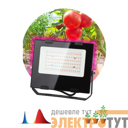 Прожектор светодиодный для растений FITO-50W-RB-LED 50Вт IP65 для цветения и плодоношения красно-синего спектра ЭРА Б0046368